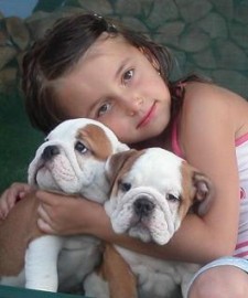 Espectaculares Cachorros de Bulldog Ingles